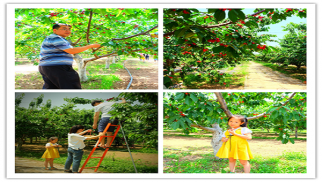 中景装饰公司举办2017年职工户外拓展、采摘活动